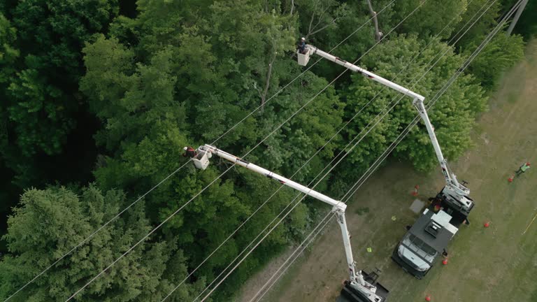 How Our Tree Care Process Works  in Reidville, SC